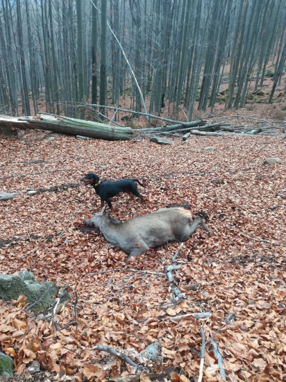 dohľadavka s kopovom