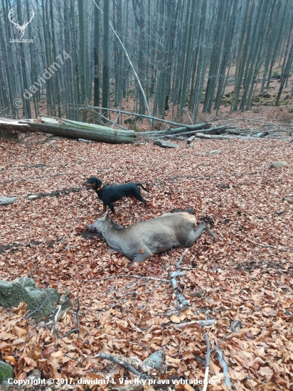 dohľadavka s kopovom