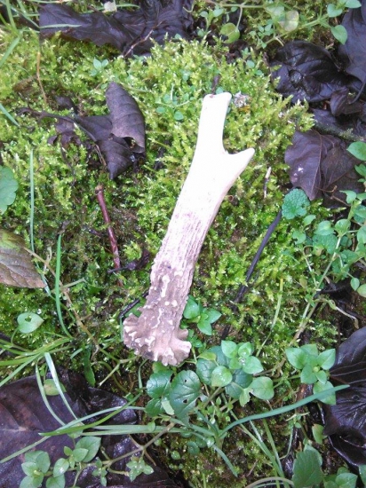 Veľmi potešil  : Spoločná poľovačka na bažantov