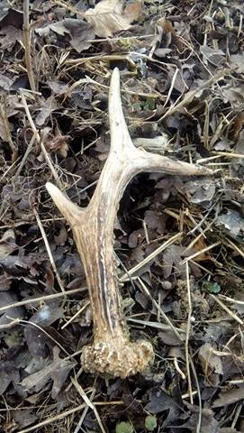 Srnčí opäť potešil