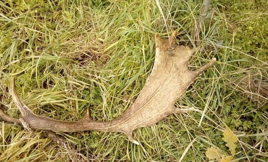 Novembrová prechádzka