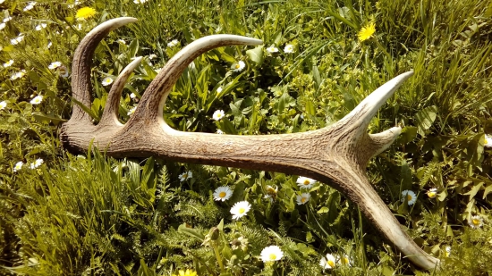 Lúčny -12 toráčik