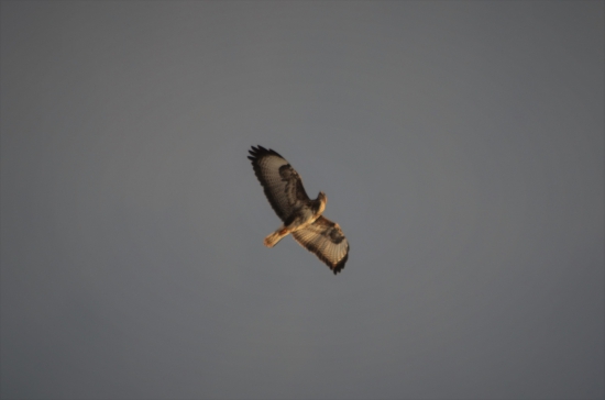 Buteo