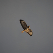 Buteo