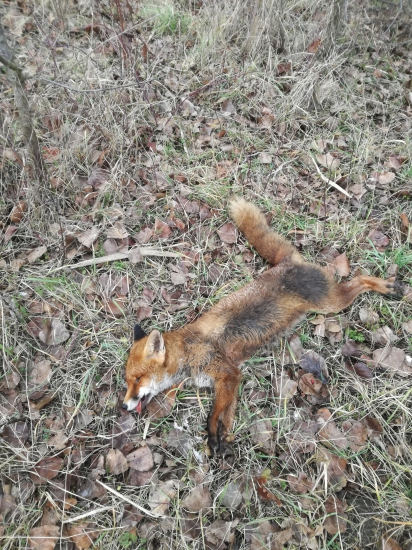 Lištička