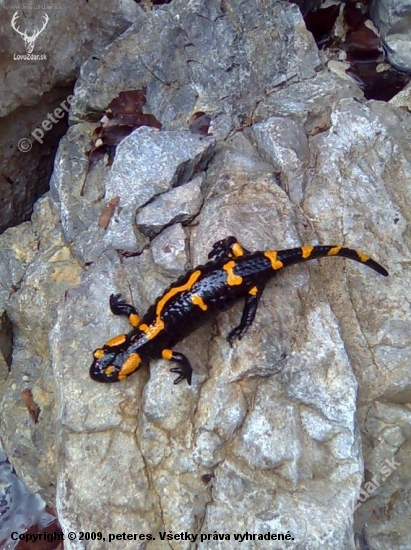 salamandra škvrnitá