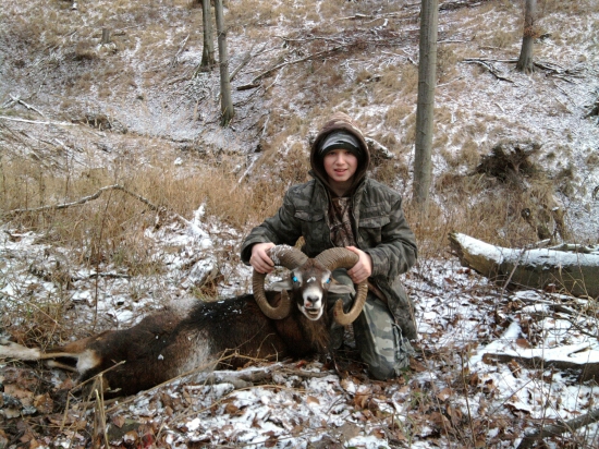 otcov muflón III.VT