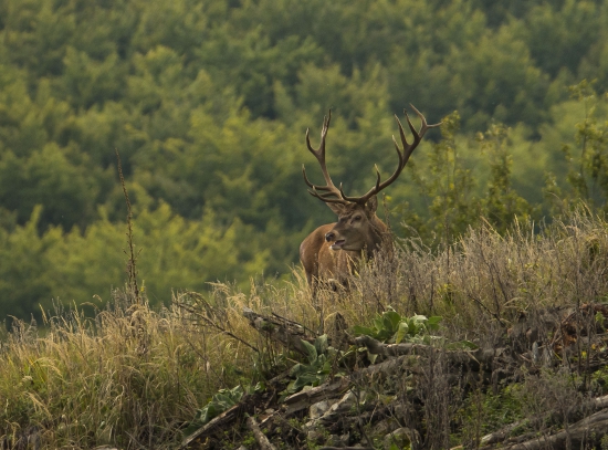 Kráľ Malých Karpát