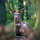 Ešte z jelenej ruje