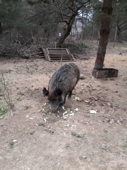 Diviačica obeduje