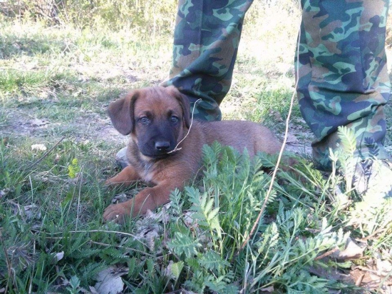 Brok prvý krát v lese