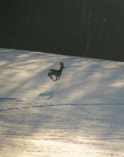 Rudolf