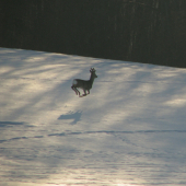 Rudolf