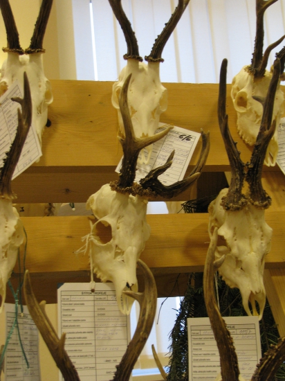 CHP Nižný Orlík: rarity