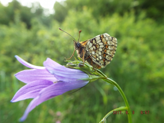 Hnedáčik veronikový