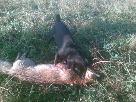 Aru patterdaleterierka 5 mesiacov