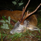 Srnček mojho ocina 8 rokov