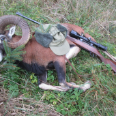 Dobrý beran