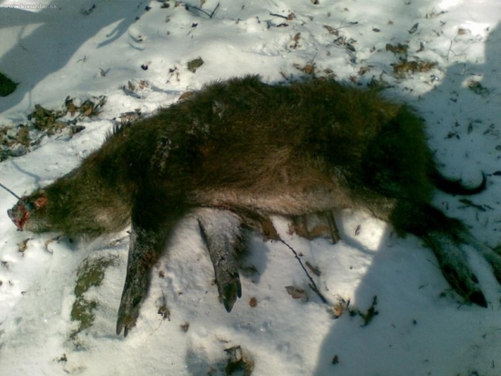 svinka zo spoločnej