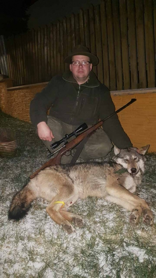 Splnený poľovnícky sen ulovenie vlka
