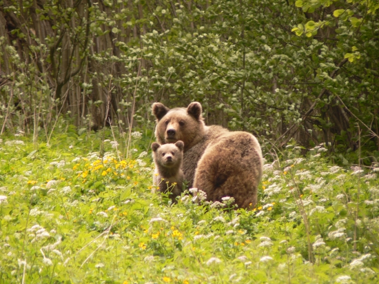 Medvedica a prirastok