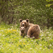 Medvedica a prirastok