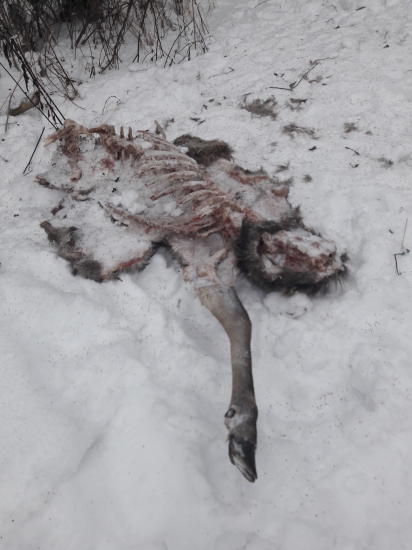 Smutný koniec kráľa