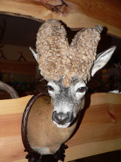 chovatelská  Myjava