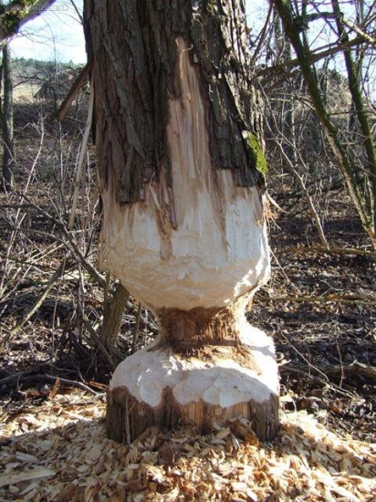 ked máš dobré zuby