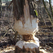 ked máš dobré zuby