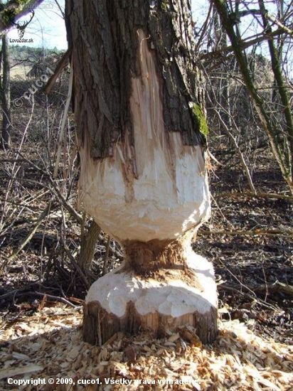 ked máš dobré zuby