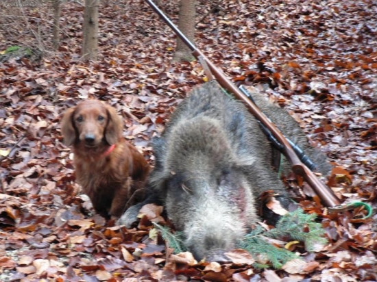 kamaratov diviak a pes