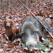 kamaratov diviak a pes