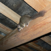 čo to tam šramotí...