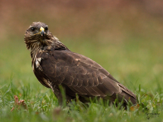 (Buteo buteo)