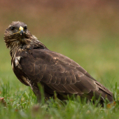 (Buteo buteo)