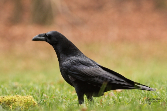 (Corvus corax)