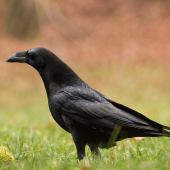 (Corvus corax)