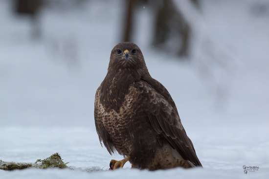 (Buteo buteo)