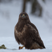 (Buteo buteo)