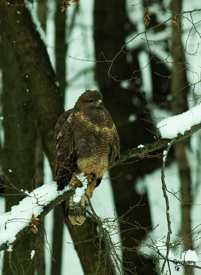 (Buteo buteo)