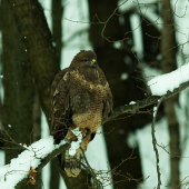 (Buteo buteo)