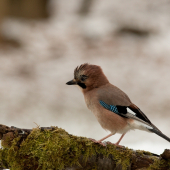 (Garrulus glandarius)
