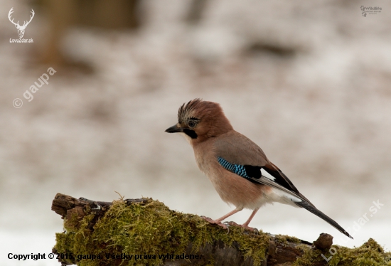 (Garrulus glandarius)