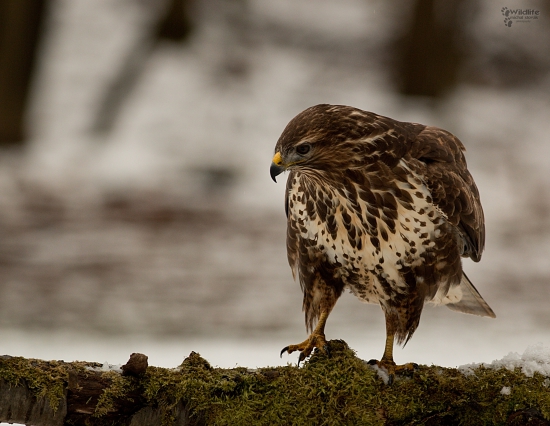 (Buteo buteo)