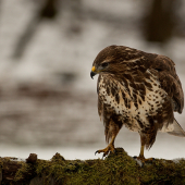 (Buteo buteo)