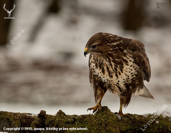 (Buteo buteo)