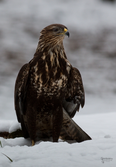 (Buteo buteo)