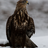 (Buteo buteo)