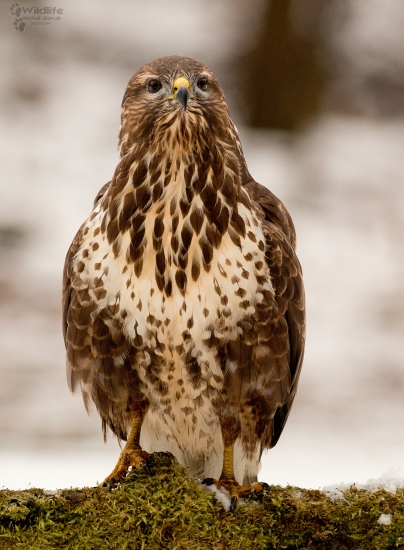 (Buteo buteo)